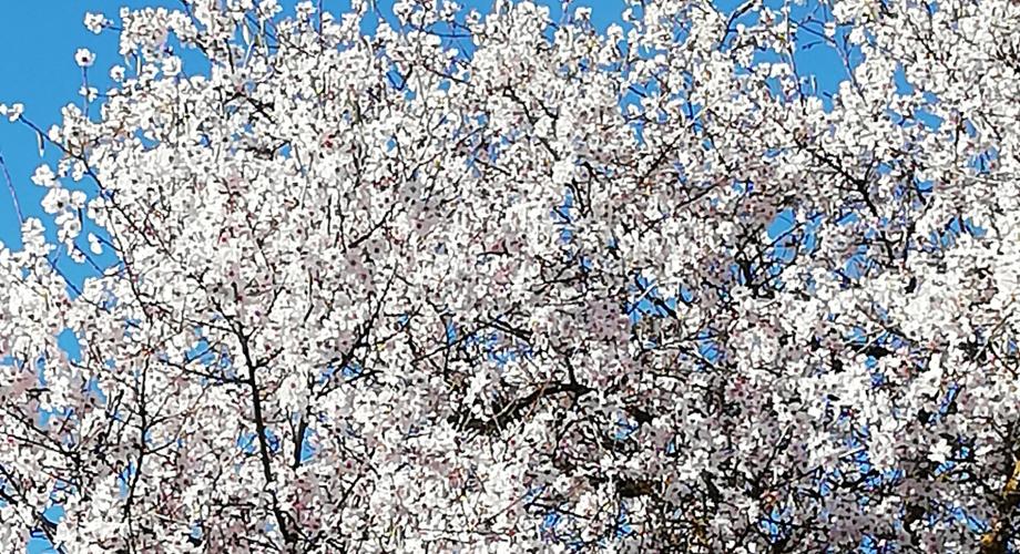 Almond blossom - Cortijo Las Minas