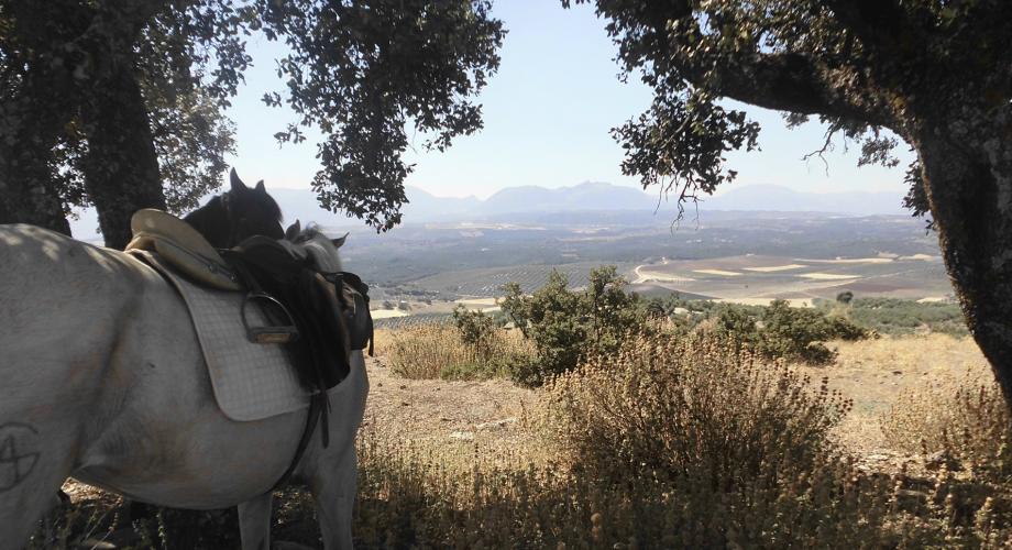 Trail Riding, Sierra de Campo Agro - Cortijo Las Minas