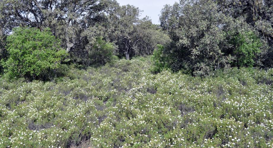 Bosque mediterráneo cerca de - Cortijo Las Minas