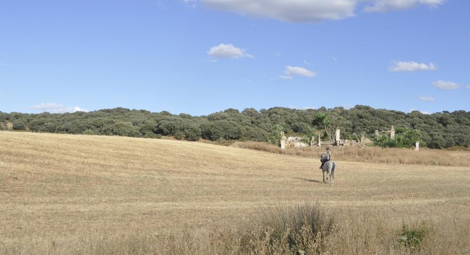 Rastrojos de verano - Cortijo Las Minas