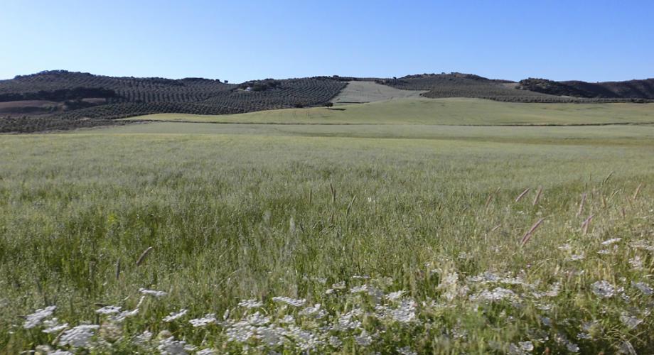 Campo abierto para rutas a caballo - Cortijo Las Minas