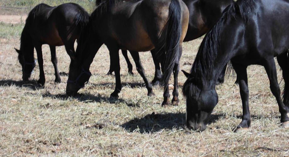 Caballos pastando - Cortijo Las Minas