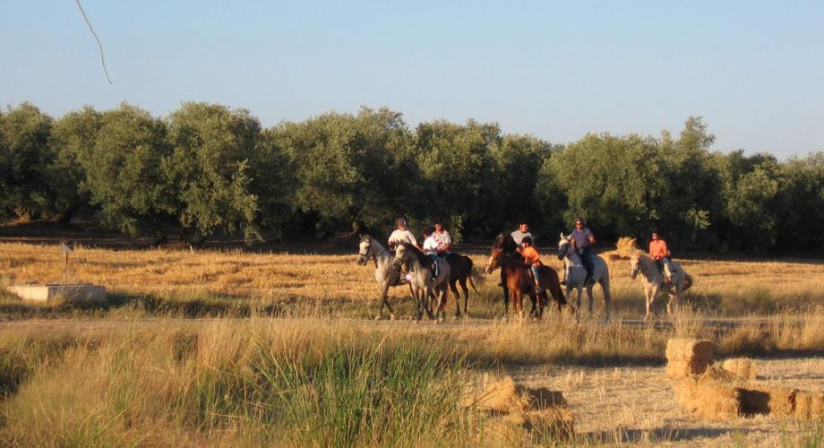 Rutas a Caballo Grupos- Cortijo Las Minas